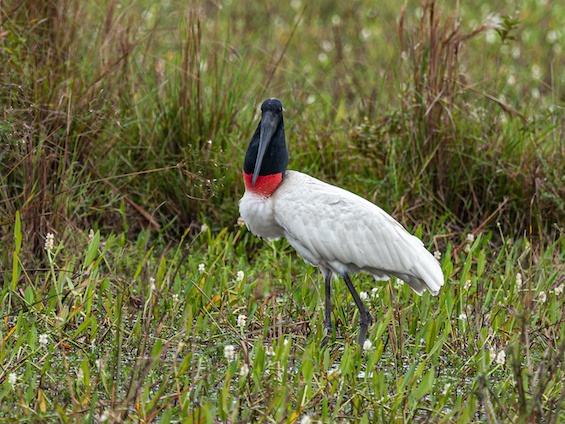 Galería Wildlife of NE Argentina 565x424