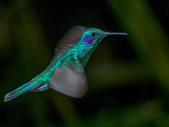 Galería Birds and WL Northern Peru 565x424