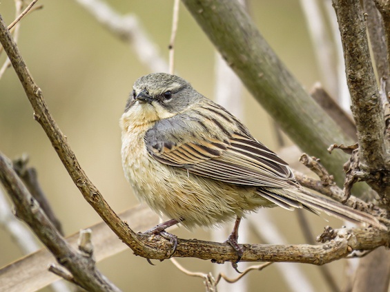 Galería Birding Southern Pampas 565x424