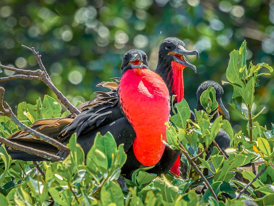 Galería Birds and WL Northern Peru 565x424
