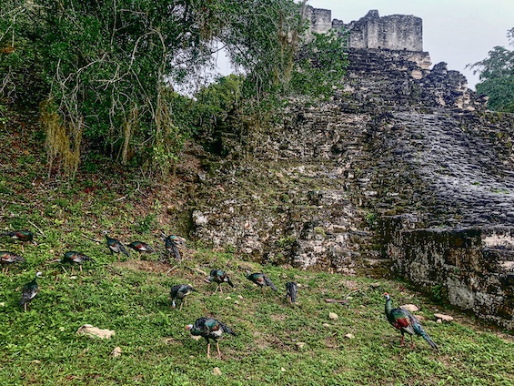 Galería Birds and WL Belize and Tikal 565x424