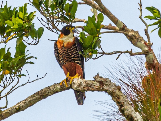 Galería Birds and WL Belize and Tikal 565x424