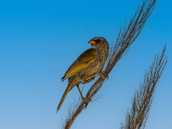 Galería Birding Southern Pampas 565x424