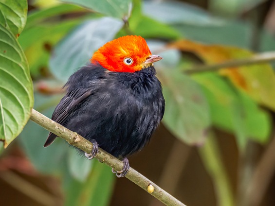 Galería Birds and WL Belize and Tikal 565x424