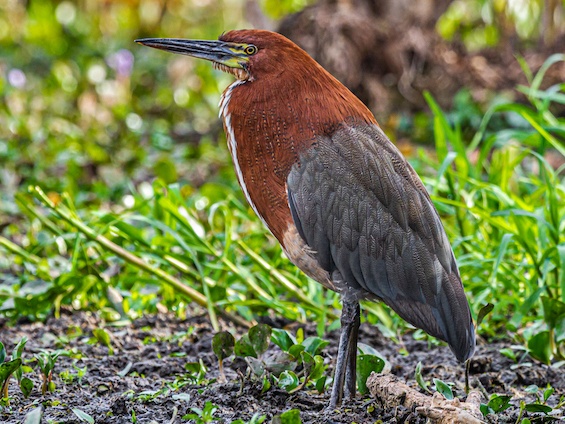 Galería Birding Northern Pampas 565x424