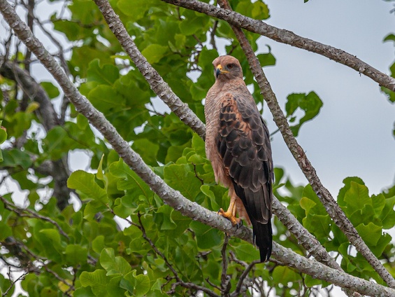 Galería Birding Northern Pampas 565x424