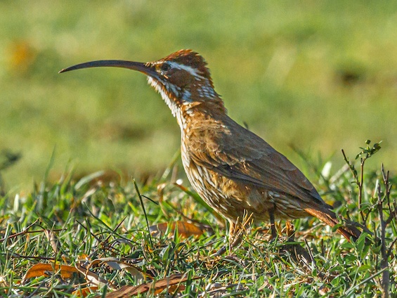 Galería Birding Northern Pampas 565x424