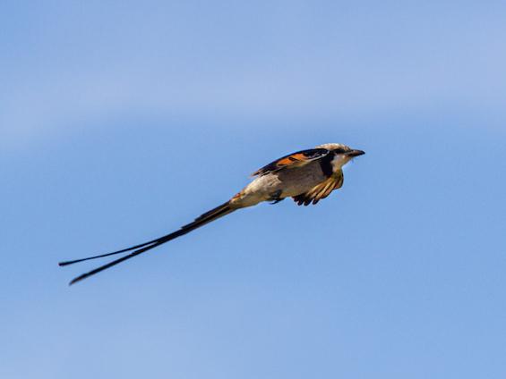 Galería Wildlife of NE Argentina 565x424
