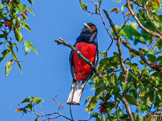 Galería Iguazú National Park 565x424