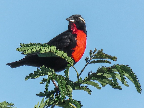 Galería Birding Northern Pampas 565x424
