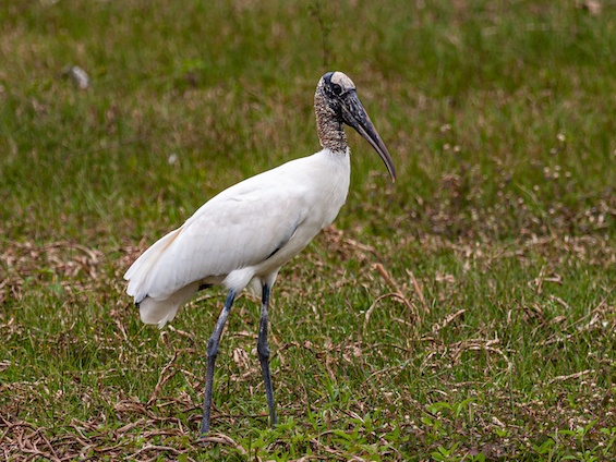Galería Birding Northern Pampas 565x424