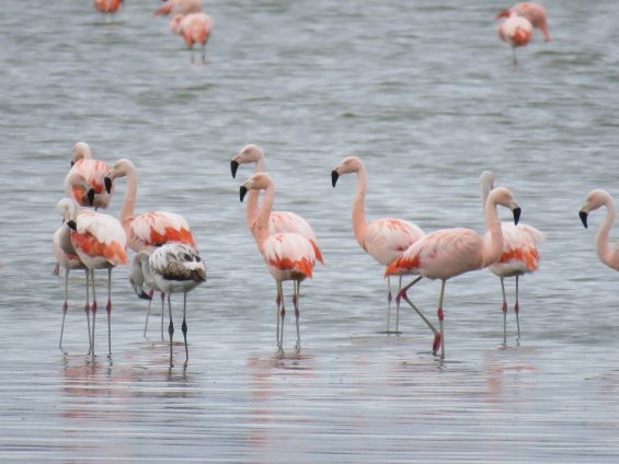 Galería Birds and Wildlife of Northwestern Patagonia 565x424