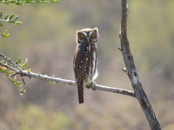 Austral Pygmy Owl Ⓒ Nicolás Olejnik