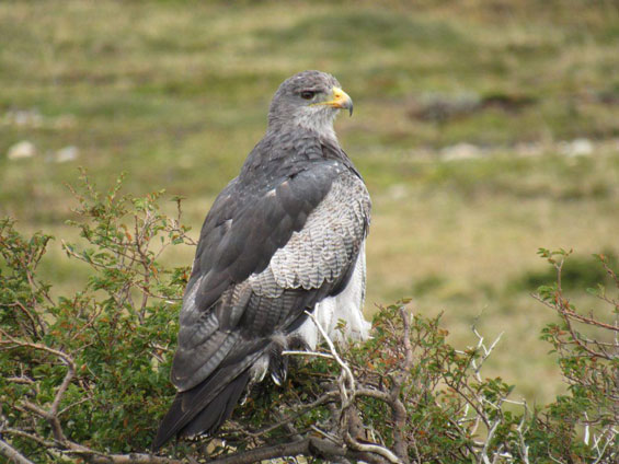 Galería Birds and Wildlife of Northwestern Patagonia & BA's Central Hills 565x424