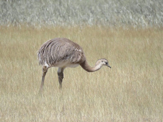 Lesser Rhea © Nicolás Olejnik