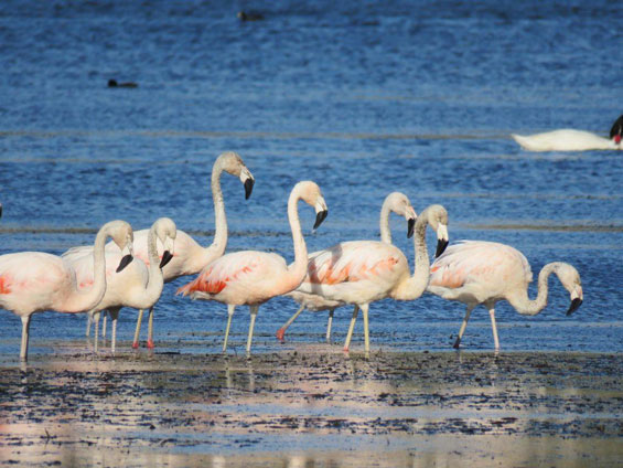 Galería Birding Puerto Madryn & Punta Tombo 565x424