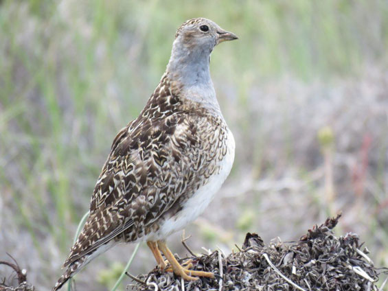 Grey-breasted Ⓒ Seedsnipe Nicolás Olejnik