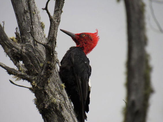 Magellanic Woodpecker Ⓒ Nicolás Olejnik