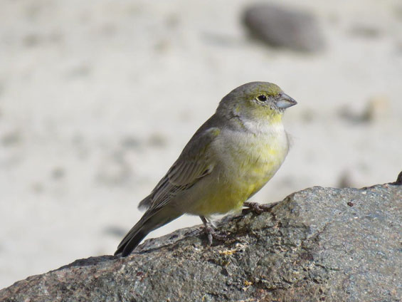 Patagonian Yellow Finch © Nicolás Olejnik