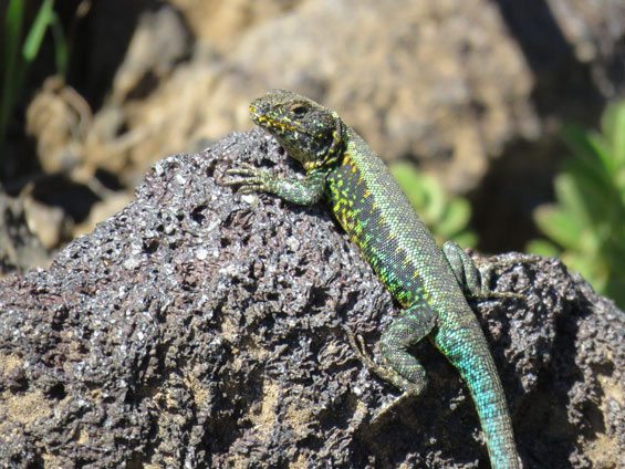 Painted Smooth-throated Lizard Ⓒ Nicolás Olejnik
