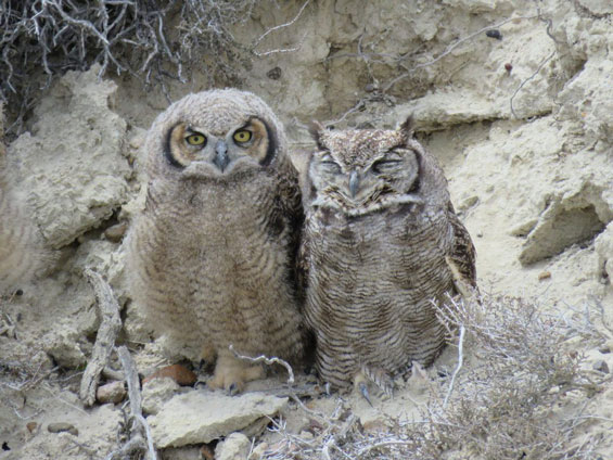 Lesser Horned Owl © Nicolás Olejnik