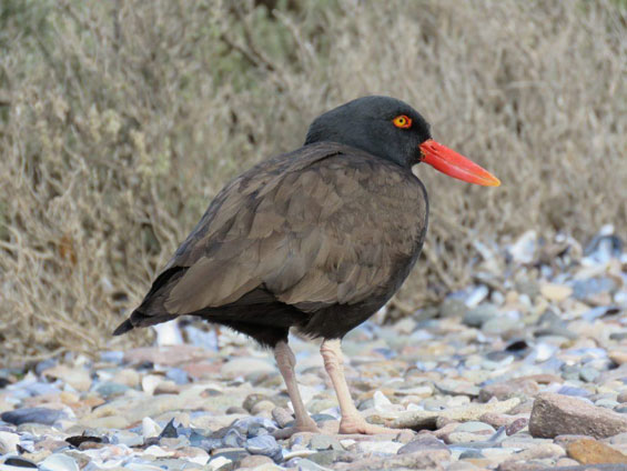 Blackish Oystercatcher © Nicolás Olejnik