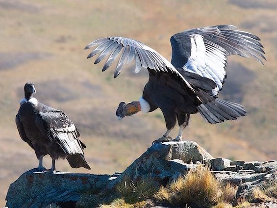 Galería Birding Argentina's Central Hills 565x424