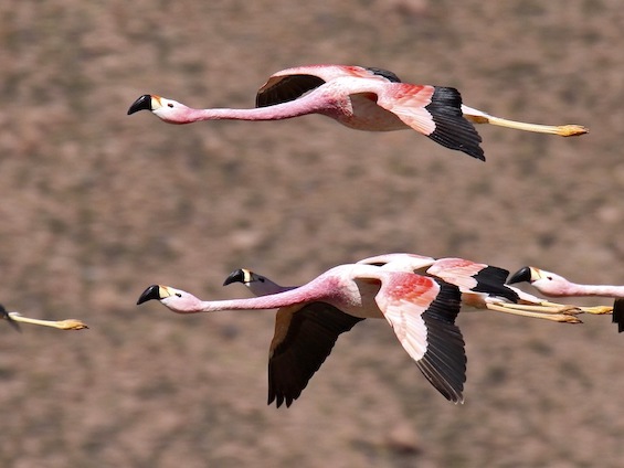 Galería Birding Argentina's Central Hills 565x424