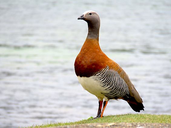 Galería Birds and Wildlife of Northwestern Patagonia 565x424