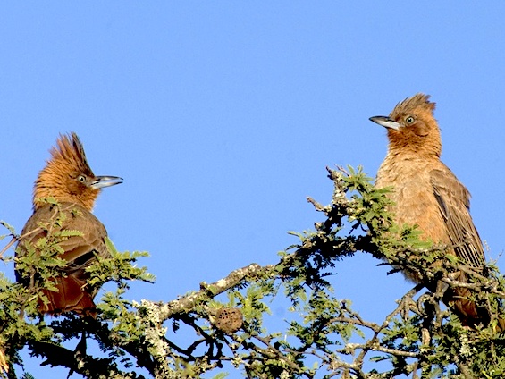 Galería Birding Argentina's Central Hills 565x424