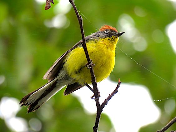 Galería Birding Argentina's Central Hills 565x424