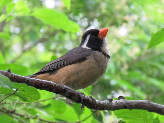 Galería Birding Argentina's Central Hills 565x424
