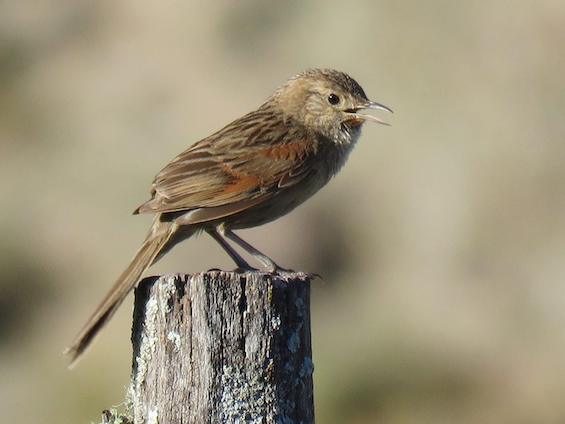 Galería Birding Argentina's Central Hills 565x424