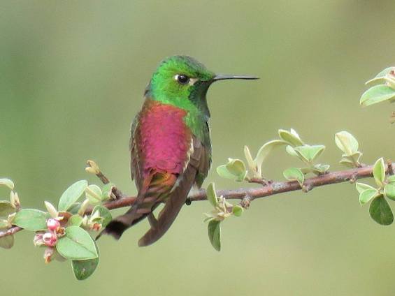 Galería Birding Argentina's Central Hills 565x424